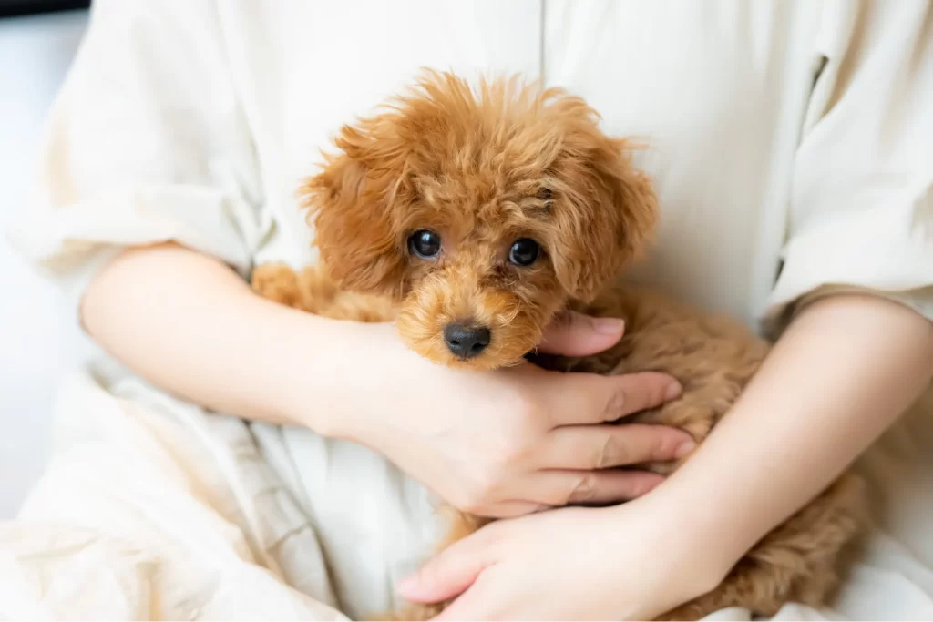 犬がこっちを向いている様子
