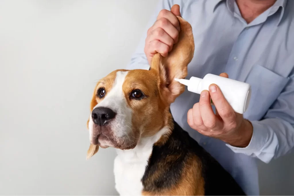 犬の耳にイヤーローションを塗っている様子