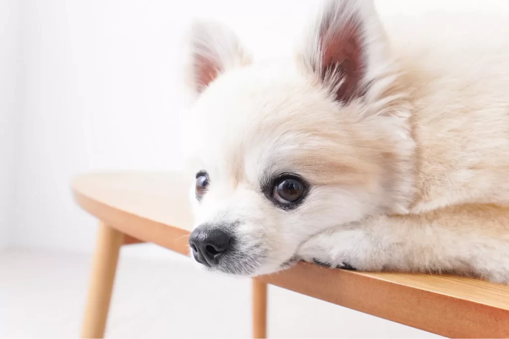 犬が反抗している様子