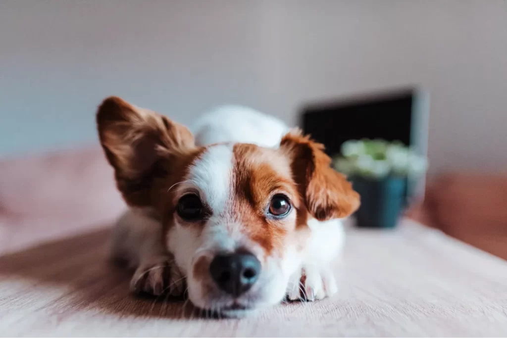犬が耳を垂らしてこっちを向いている様子