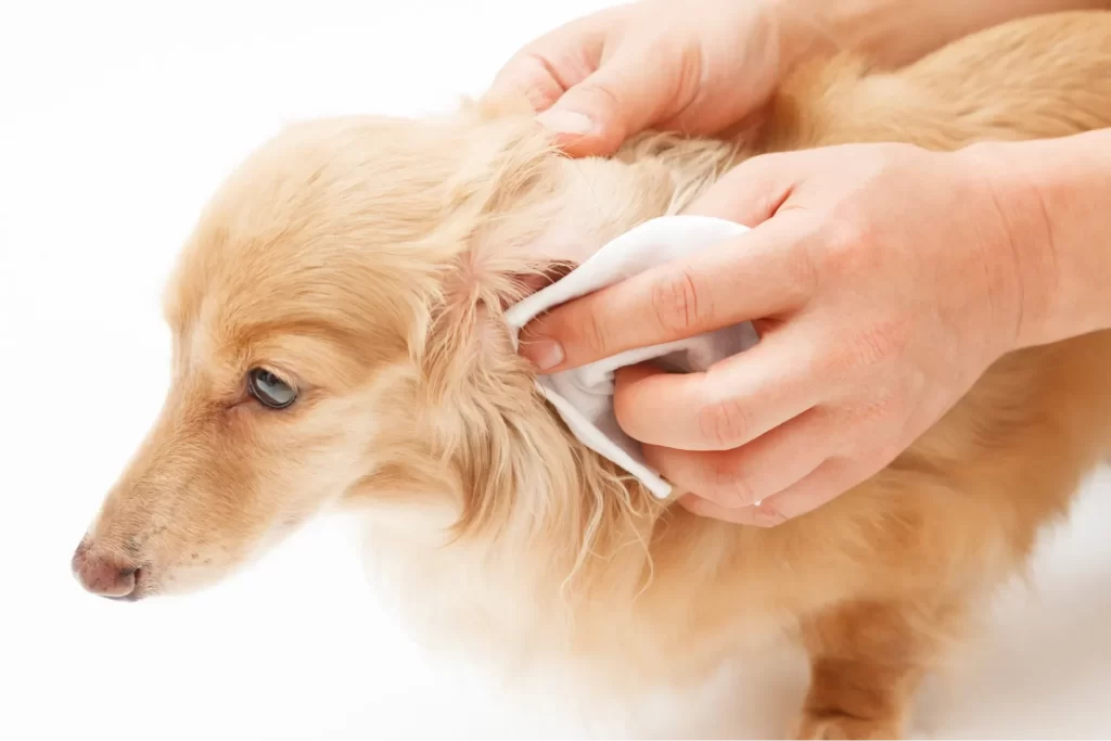 犬の耳を布で拭いている様子