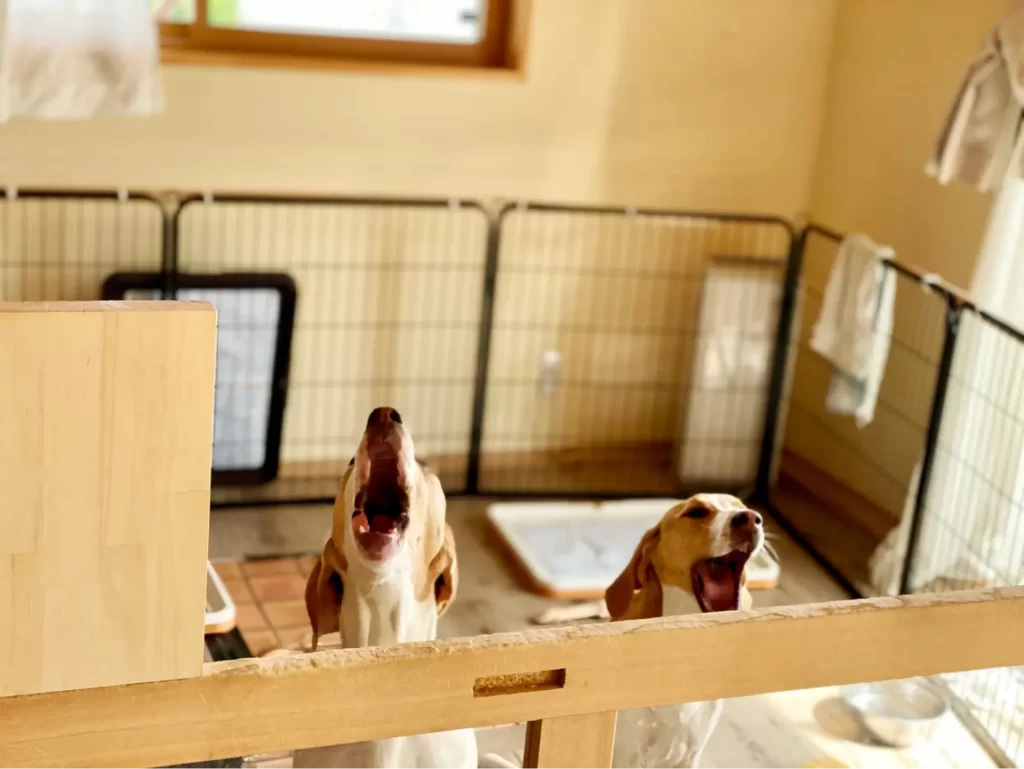 2匹の犬が反抗して吠えている様子