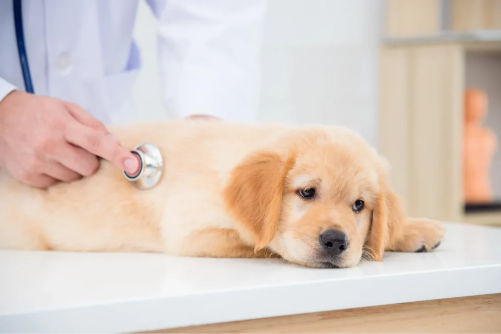 感染症の症状が心配される子犬を診察している様子