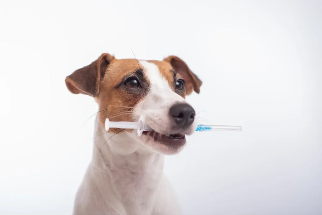 犬が注射器を口にくわえている様子