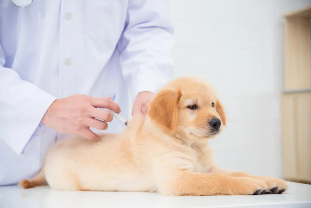 犬の感染症予防として動物病院で注射を受ける子犬の様子