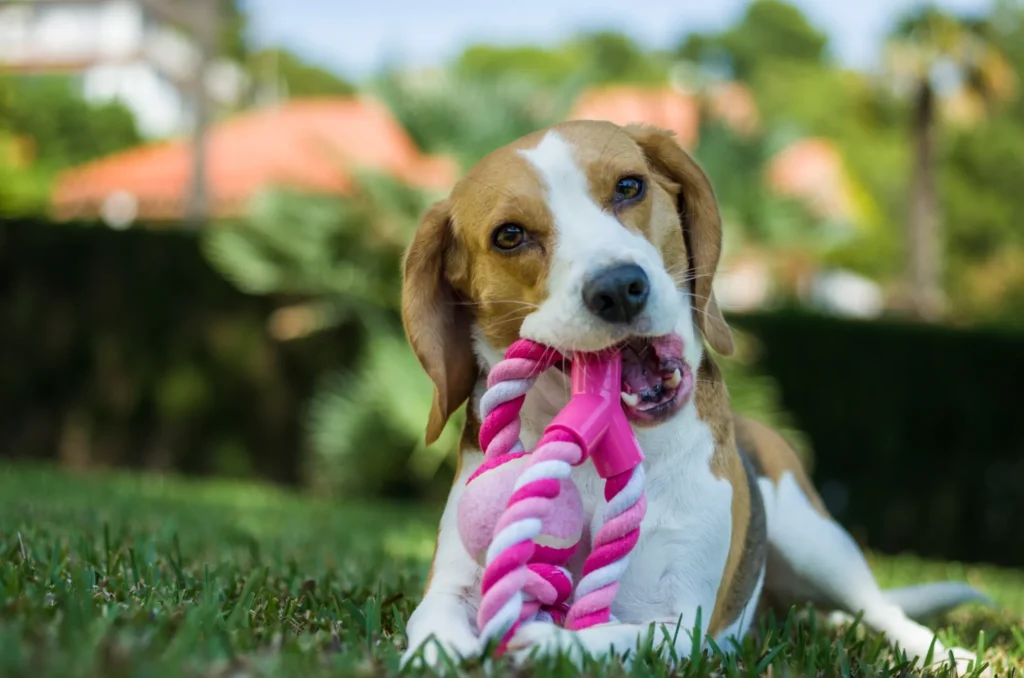 犬が甘噛みをしている様子