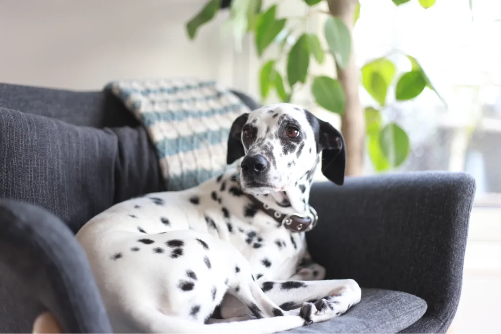 犬が飼い主を待っている様子