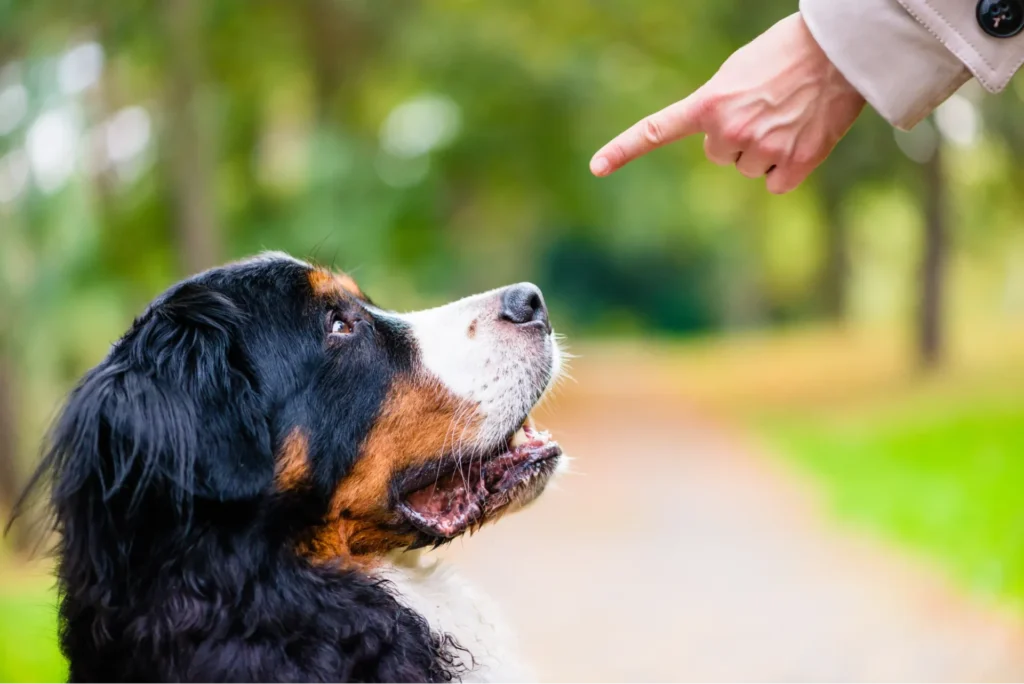 飼い主が犬を怒っている様子