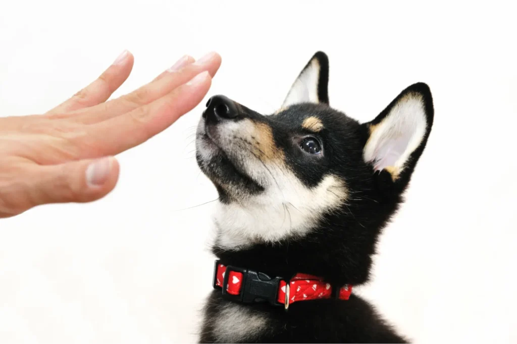 飼い主が犬をしつけている様子