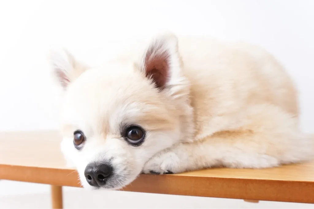 犬が外出する飼い主を見ている様子
