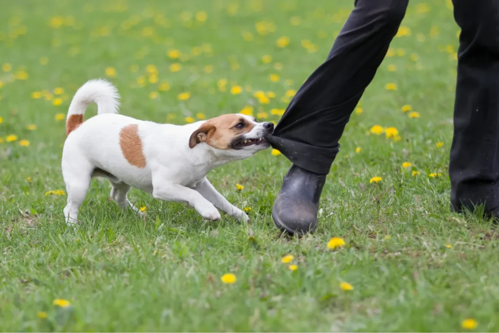 犬が飼い主のズボンを甘噛みをしている様子