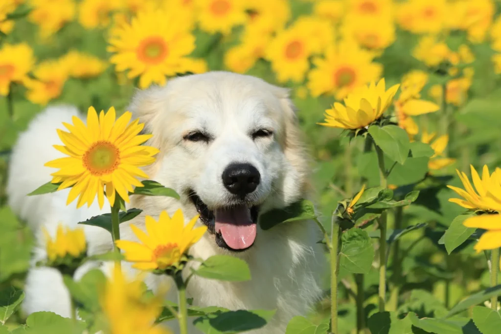 犬がひまわり畑で夏に遊んでいる様子