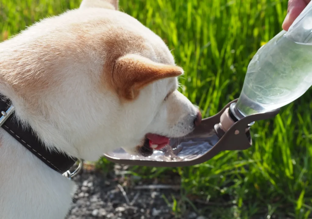 犬が外でペットボトルから水を飲んでいいる様子