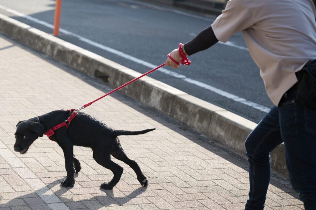 犬が散歩中に家に戻ろうとする様子