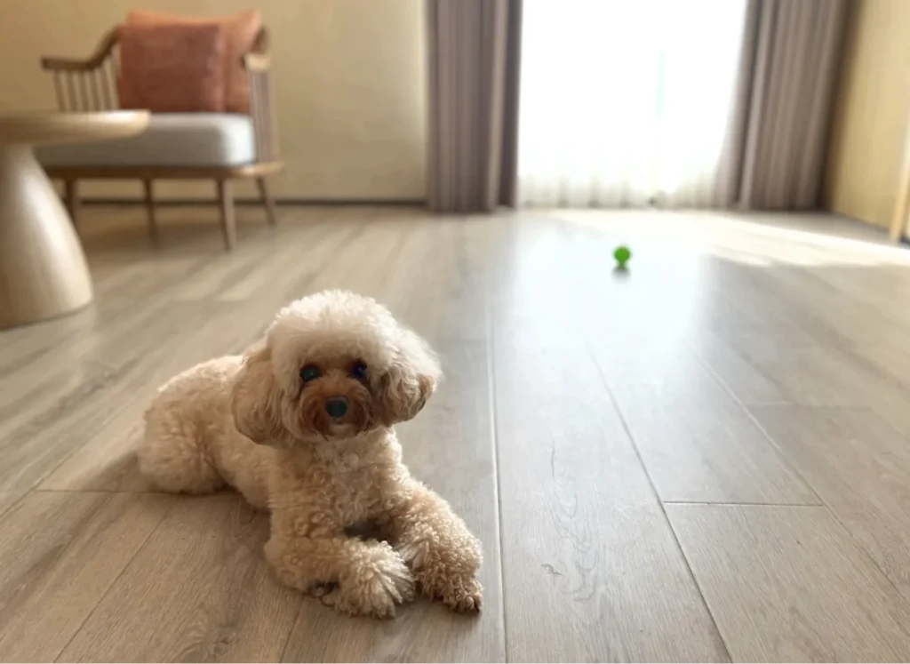 犬が散歩を嫌がっている様子