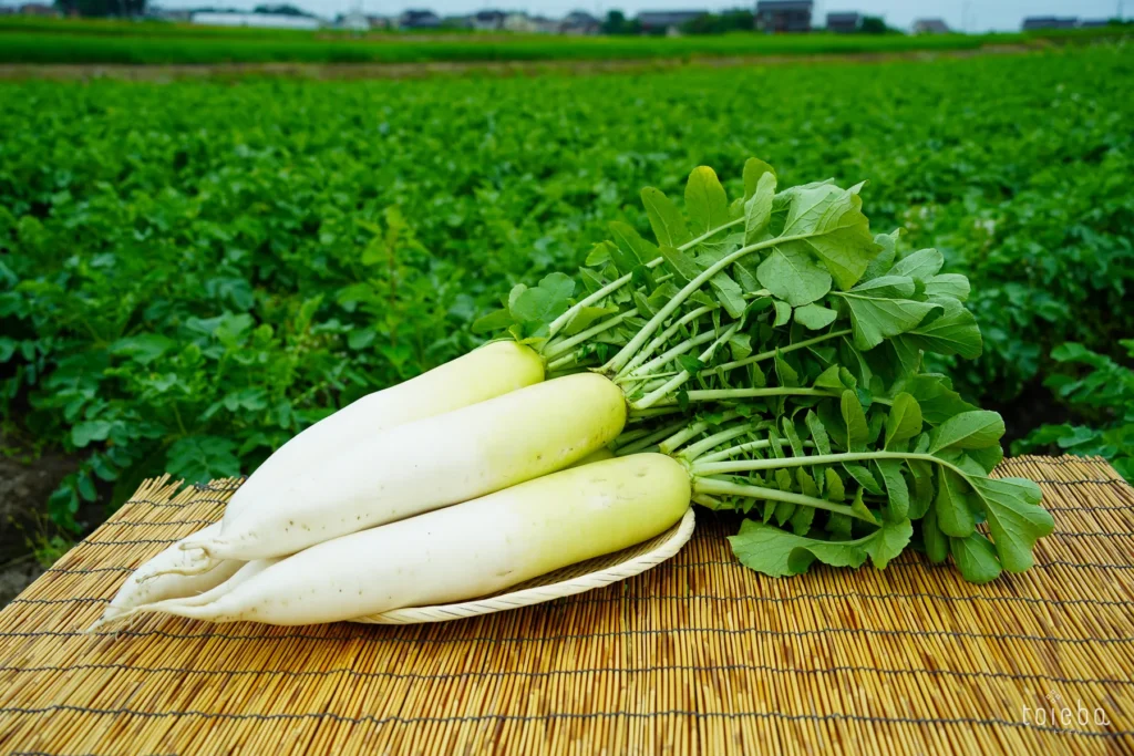 画像に alt 属性が指定されていません。ファイル名: 202607_niikawa-daikon-5-1024x683.webp