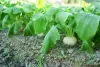 202610_kabu-29